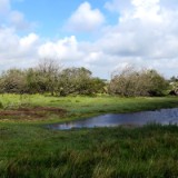 1908F 158 Katinger Watt Schutzgrebiet